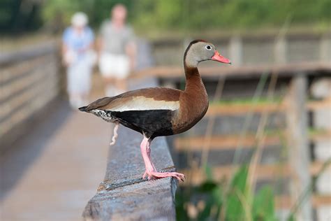 duck dick|How do ducks have sex with their corkscrew.